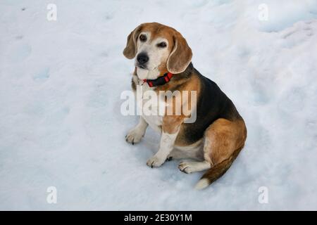 Alter Beagle Hund mit rotem Kragen im Schnee sitzend Stockfoto