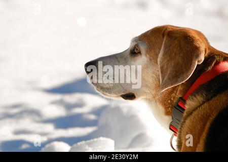 Porträt eines alten Beagle-Hundes mit rotem Halsband im Schnee Stockfoto