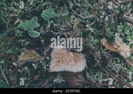 Eine Nahaufnahme eines gefrorenen Blattes, das mit Frost auf dem Boden eines Waldes verkrustet ist. Stockfoto