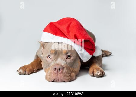 Hündin der amerikanischen Bully Rasse von lila Tri Farbe In santa claus roten Hut liegend auf der grauen Hintergrund mit ernsthafteren Gesicht Stockfoto