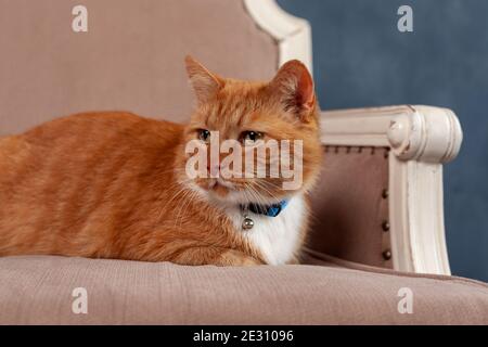 Portrait von rot gestromten Hauskatze zu Hause, die Ruhe nimmt Auf gemütlichem Bett Stockfoto