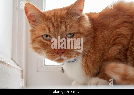 Rote Hauskatze, die neben dem Fenster sitzt und leider auf der Suche nach Die Kamera Stockfoto