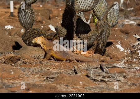 Galapagos landen Leguan auf der Insel North Seymour bei den Galapagos Inseln. Stockfoto