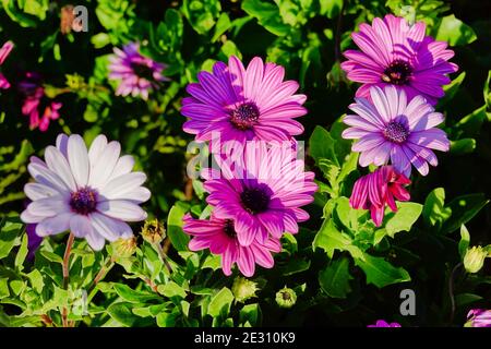 High-Winkel Schuss von lila afrikanischen Kamille osteospermum Blumen in Ihre volle Blüte bei sunlig Stockfoto