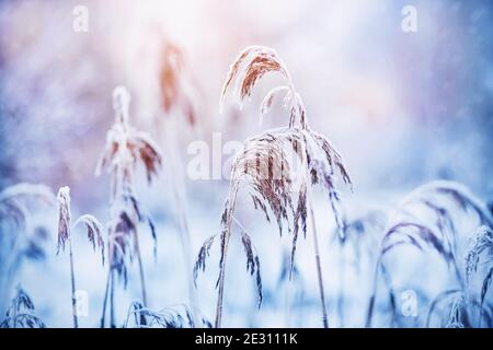 Im verschneiten Wald gibt es mit Frost bedeckte Feldgräser, auf die im Winter kalte Schneeflocken fallen, die von Sonnenlicht beleuchtet werden. Januar. Stockfoto