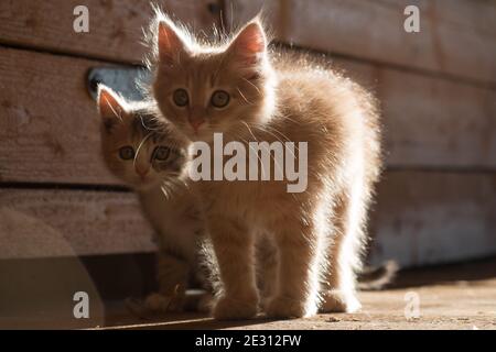 Zwei neugierige Domestc Katze Kätzchen in Sonnenlicht Hintergrundbeleuchtung auf Holz in der Nähe von Holzwand drinnen, horisontal Foto Stockfoto