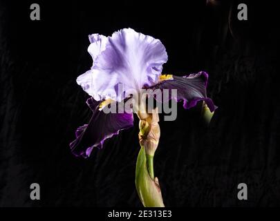 Eine riesige hybride bärtige Iris mit sich ausbreitenden Blütenblättern aus dunkelblau und hellblau auf schwarzem Hintergrund. Das raffinierte Aroma der Blume wird in der Medizin, perf verwendet Stockfoto