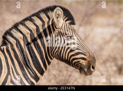 Nahaufnahme des Kopfes eines Zebras aus der Ebene, Equus burchellii, Namibia Stockfoto