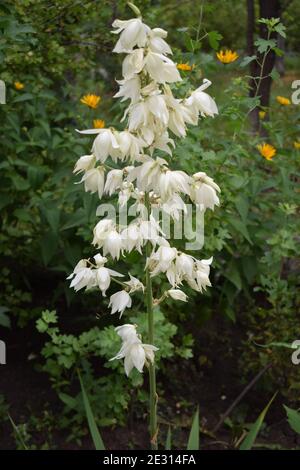 Yucca Busch in Blüte. Große weiße Südblume. Eine Nahaufnahme der weißen Blüten einer Yucca Gloriosa. Stockfoto