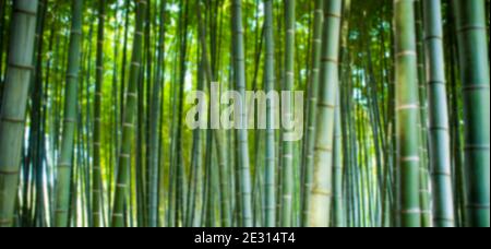 (Selektiver Fokus) atemberaubende Aussicht auf einen unscharfen Bambuswald an einem sonnigen Tag. Arashiyama Bamboo Grove, Kyoto, Japan. Natürlicher, grüner Hintergrund. Stockfoto