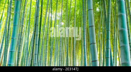 (Selektiver Fokus) atemberaubende Aussicht auf einen unscharfen Bambuswald an einem sonnigen Tag. Arashiyama Bamboo Grove, Kyoto, Japan. Natürlicher, grüner Hintergrund. Stockfoto