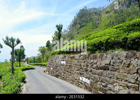 Gebogene Asphaltstraße durch Teeplantagen in Sri Lanka Stockfoto