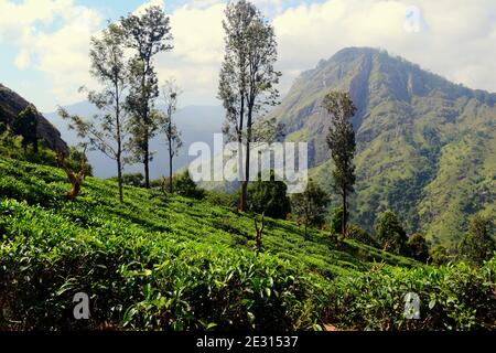 Teeplantagen in den Bergen. Terrassierte Felder von Ceylon Teeplanzen auf den Hügeln bei Ella, Sri Lanka. Blick auf den Ella Rock Gipfel Stockfoto