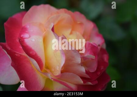 Floribunda, Rose, edle Rose. Gelbe, rote und orangefarbene Rosenpflanzen. Eine Pflanze mit farbverändernden Blumen. Mehrfarbige Rosen mit erstaunlichen Kombination OG Stockfoto