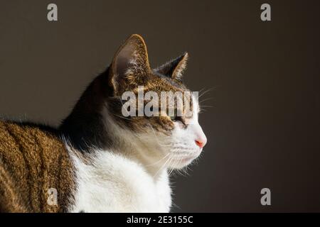 Profilbildnis Tabby und weiße Katze. Stockfoto