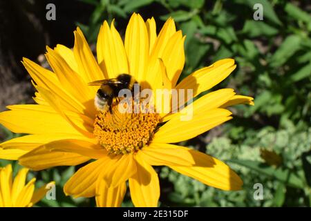 Hummeln oder Honigbienen bestäuben an falschen Sonnenblumen oder Heliopsis helianthoides im Garten an einem Sommertag. Gelbe Heliopsis in Nahaufnahme Stockfoto