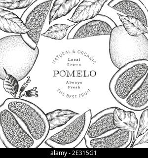 Handgezeichnetes Pomelo-Banner im Skizzenstil. Organic frisches Obst Vektor-Illustration. Retro Obst Design Vorlage Stock Vektor