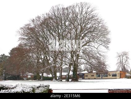 Ein Blick auf Buchen im Winter mit einer Schneedecke auf einem kleinen Grün in einem Wohngebiet von Hellesdon, Norfolk, England, Vereinigtes Königreich. Stockfoto