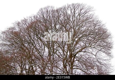 Buche Baumkrone im Winter mit Ästen bedeckt mit Schnee gegen einen grauen Himmel in Hellesdon, Norfolk, England, Vereinigtes Königreich. Stockfoto