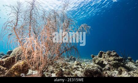 Seascape in seichtem Wasser von Korallenriff in der Karibik, Curacao mit Fisch, Weichkorallen und Schwamm Stockfoto