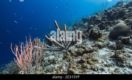 Seascape in seichtem Wasser von Korallenriff in der Karibik, Curacao mit Fisch, Weichkorallen und Schwamm Stockfoto