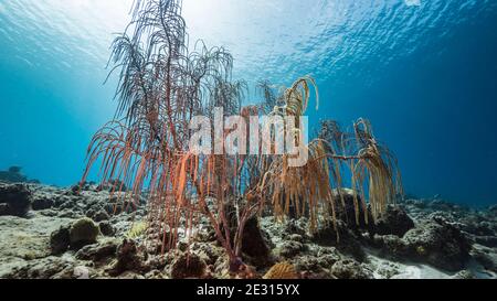 Seascape in seichtem Wasser von Korallenriff in der Karibik, Curacao mit Fisch, Weichkorallen und Schwamm Stockfoto