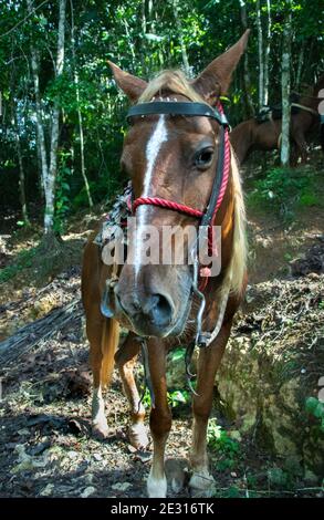 Caballo en el Salto El Limón, Samaná, República Dominicana Limón Salto El, Samaná, Dominikanische Republik Stockfoto