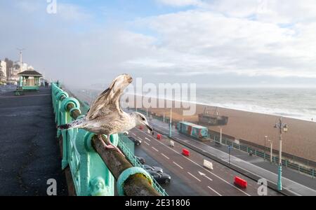 Brighton UK 16. Januar 2021 - EINE junge Herringmöwe bereitet sich darauf vor, an einem nassen und windigen Tag entlang der Südküste von Brighton abzuheben, während die COVID-19-Sperrbeschränkungen des Coronavirus in England weiter bestehen. : Credit Simon Dack / Alamy Live News Stockfoto