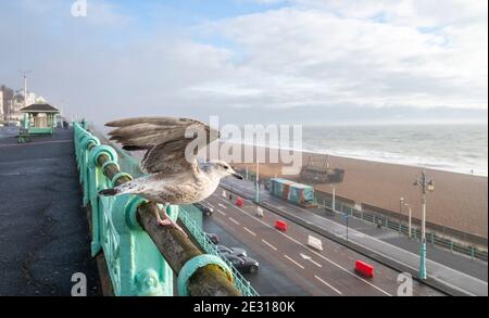 Brighton UK 16. Januar 2021 - EINE junge Herringmöwe bereitet sich darauf vor, an einem nassen und windigen Tag entlang der Südküste von Brighton abzuheben, während die COVID-19-Sperrbeschränkungen des Coronavirus in England weiter bestehen. : Credit Simon Dack / Alamy Live News Stockfoto