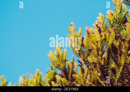 Nahaufnahme von Fichtenblättern isoliert auf blauem Himmel Hintergrund Mit Platz für Text Stockfoto