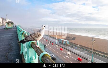 Brighton UK 16. Januar 2021 - EINE junge Herringmöwe bereitet sich darauf vor, an einem nassen und windigen Tag entlang der Südküste von Brighton abzuheben, während die COVID-19-Sperrbeschränkungen des Coronavirus in England weiter bestehen. : Credit Simon Dack / Alamy Live News Stockfoto