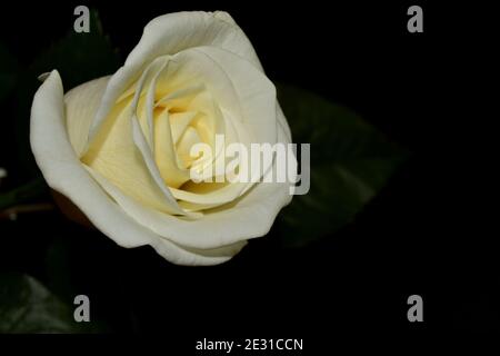 Eine einzige weiße Rosenblüte isoliert auf einem schwarzen Hintergrund. Stockfoto