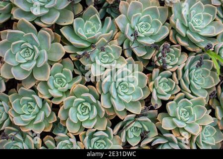 Nahaufnahme der echeveria imbricata Pflanzen Stockfoto