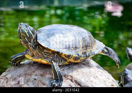 Schildkröte in Oceanogràfic, Valencia, Spanien Stockfoto