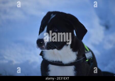 Welpe lernt den Winter kennen Stockfoto