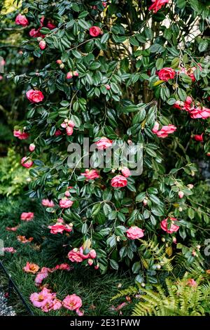 Busch von rosa Kamelie mit grünen Blättern auf dem Gras. Stockfoto