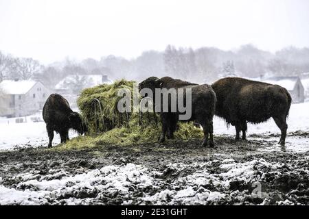 Abbildung des Hofes in Bison im Süden Belgiens (Provinz Luxemburg) kann man mehr als 300 Bisons in der Nähe des Hofes sehen. Aufgrund der COVID-19 sind der Hof und die Besucher geschlossen. Ein erheblicher finanzieller Verlust für den Besitzer der Farm, der hofft, für den Karneval 2021 Feiertage wieder zu öffnen. Rocogne, Belgien, am 09. Januar 2021. Foto Philippe Bourguet/BePress /ABACAPRESS.COM Stockfoto