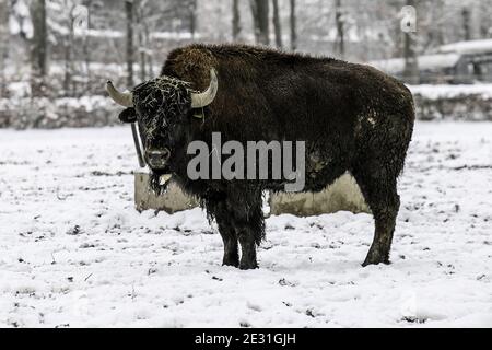 Abbildung des Hofes in Bison im Süden Belgiens (Provinz Luxemburg) kann man mehr als 300 Bisons in der Nähe des Hofes sehen. Aufgrund der COVID-19 sind der Hof und die Besucher geschlossen. Ein erheblicher finanzieller Verlust für den Besitzer der Farm, der hofft, für den Karneval 2021 Feiertage wieder zu öffnen. Rocogne, Belgien, am 09. Januar 2021. Foto Philippe Bourguet/BePress /ABACAPRESS.COM Stockfoto