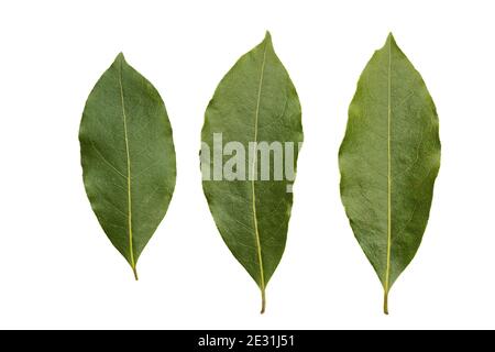 Drei Lorbeerblätter isoliert auf weißem Stockfoto