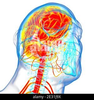 Menschliche Gehirn Anatomie für medizinisches Konzept 3D Illustration Stockfoto