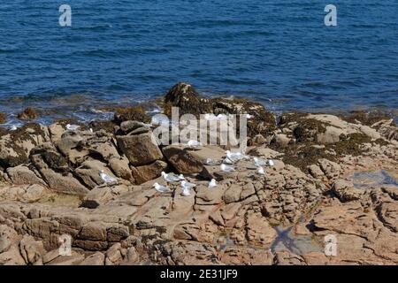 Möwen (Larus michahellis), Küste von Camelle, Provinz La Coruña (La Coruna), Costa da morte (Todesküste), Galicien, Spanien Stockfoto