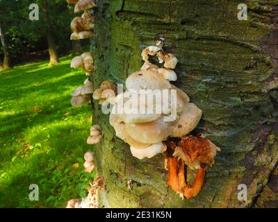 Mischpilz wächst auf einem Baumstamm in Lancashire, England. Stockfoto