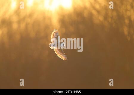 Eine Scheune Owl (Tyto alba) im Flug in Suffolk, Großbritannien Stockfoto