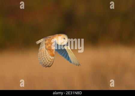 Eine Scheune Owl (Tyto alba) im Flug in Suffolk, Großbritannien Stockfoto