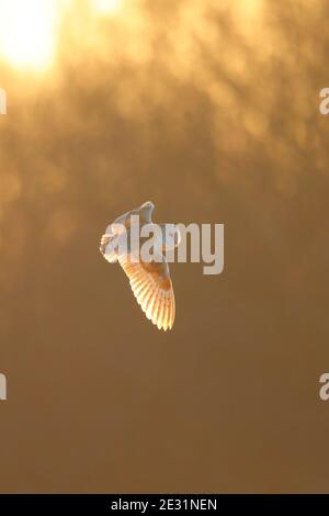 Eine Scheune Owl (Tyto alba) im Flug in Suffolk, Großbritannien Stockfoto