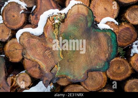 Haufen frisch geschnittener Silberbirken und Buchenbäume mit einer Schneeschicht. Stockfoto