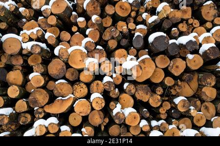 Haufen frisch geschnittener Silberbirken und Buchenbäume mit einer Schneeschicht. Stockfoto