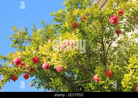 Mehrere reife Granatäpfel auf Baum unter blauem Himmel Stockfoto