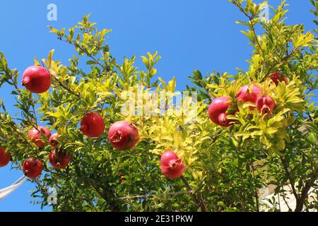 Mehrere reife Granatäpfel auf Baum unter blauem Himmel Stockfoto