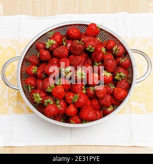 Bild von vielen frisch gereiften Erdbeeren in Metallsieb. Draufsicht. Stockfoto